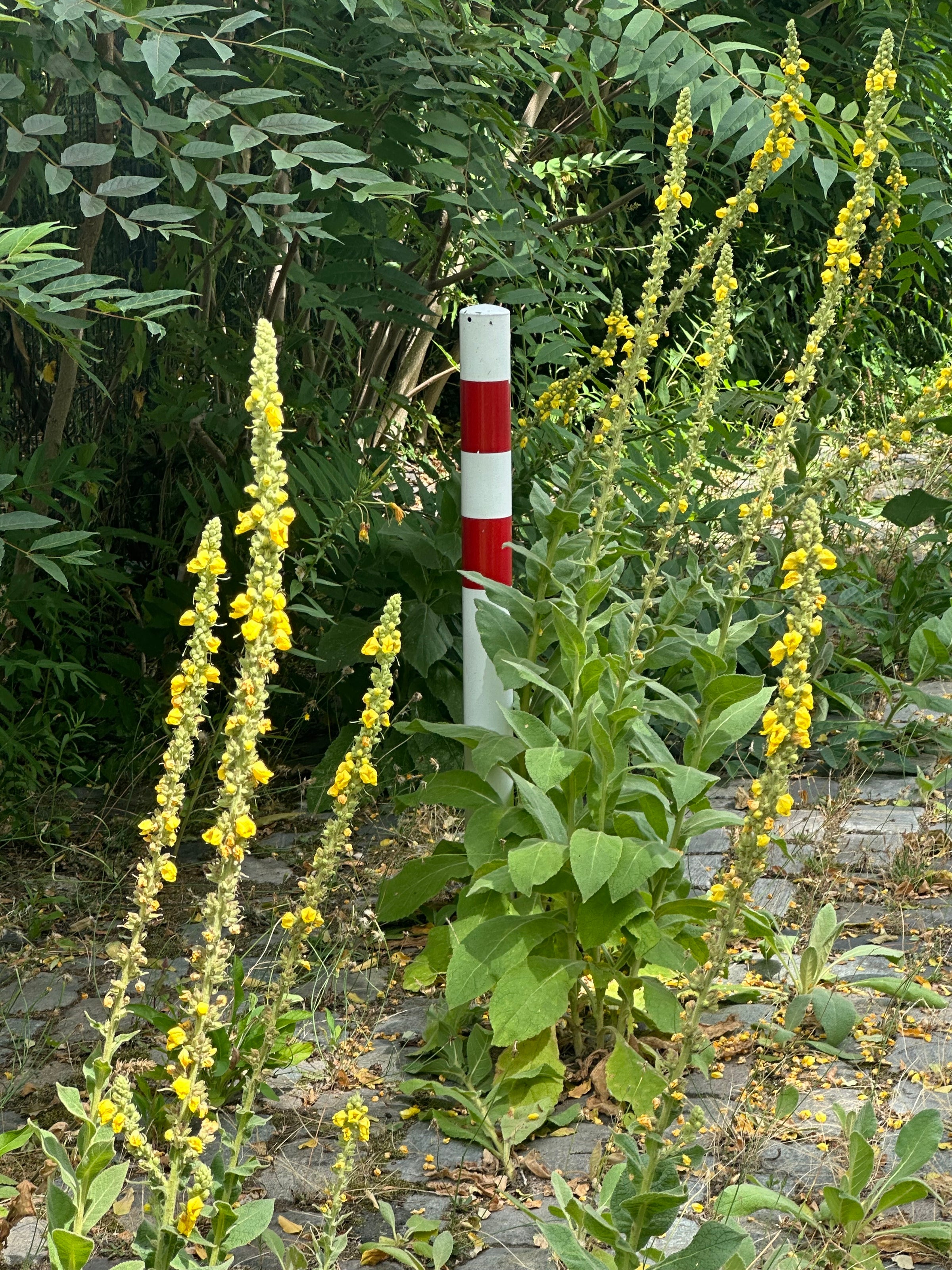 Königskerzenfackeln
