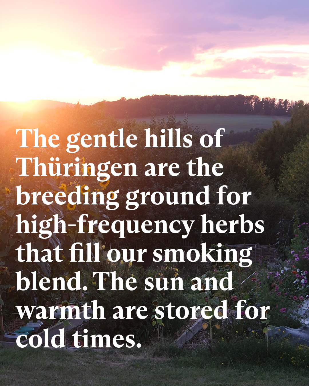 Herbal Dreams